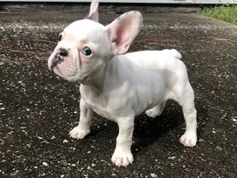 9 week old puppy weight (pics included)