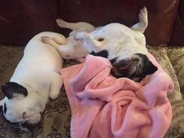 4 PAW MEMBERS!!!  Please VOTE for your favorite Sleepy Frenchies!