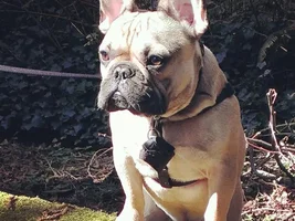 April 2014 ~ Frenchie of the Month Contest ~ENTER HERE~