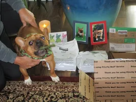 2015 Secret Santa Paws Sharing Thread
