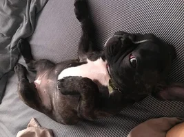 Few questions about my puppy