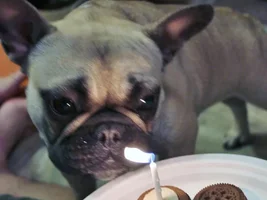 Baby Bisou isn't a baby anymore...