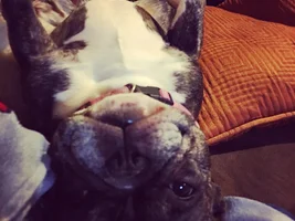 4 PAW MEMBERS!!!  Please VOTE for your favorite Smiling Frenchies!