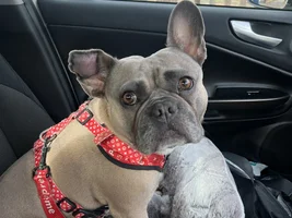 Ear flopped after hematoma