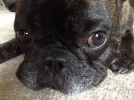 4 PAW MEMBERS ~ VOTE NOW ~ September Frenchie of the Month :D