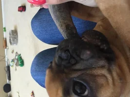 What is this on my puppies face? Should I be worried?