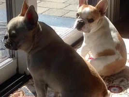 Sleeping with your Frenchie