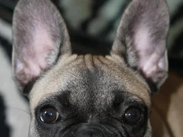 4 month old French Bulldog- show me your pictures!!