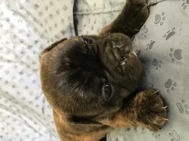 Beau At 3 Weeks Old