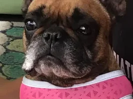 ~Maizey~Special Needs French Bulldog Available for Adoption in Arizona