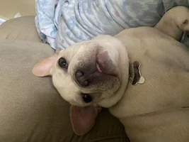 New Frenchie Mama looking to switch diets!!