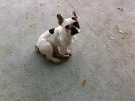 ~Miss French~French Bulldog Available for Adoption in Virginia