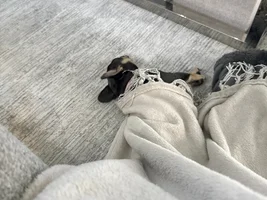 Meet Saki the French Bulldog. There's never a dull day with our precious Frenchie.