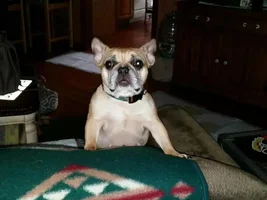 ~Coco~French Bulldog Available for Adoption in Illinois