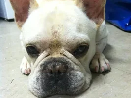~Cooper~French Bulldog Available for Adoption in Louisiana