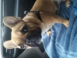 My name is Jeff from Michigan and my pup is Jabba
