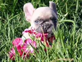 Anyone Have Pictures Of Your Frenchie's Parents???