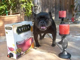 4 Paw Members VOTE NOW! February French of the month