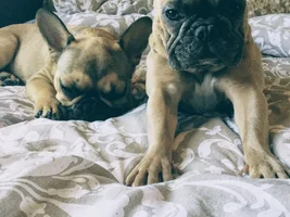 Lovebirds! Let's See Those Frenchie "Couples"