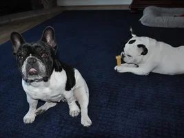 4 Paw Members, Please vote for March Frenchie of the Month!