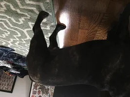my french bulldogs build, and questions about bringing a new baby girl french into the family.