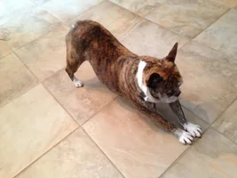 Three Years Ago Today Buster Came Into This World...