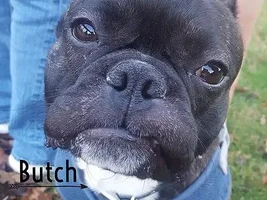 ~Butch~Special Needs French Bulldog Available for Adoption