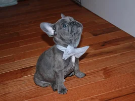 New Frenchie Mom Food Recommendations
