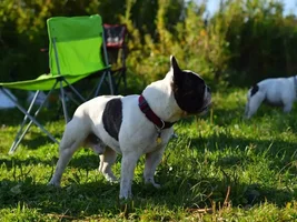 Muffin - sweet bulldog from Russia :)