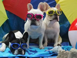 August 2014 Frenchie of the Month Contest ~ENTER HERE~