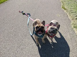 TGIF thank god im a frenchie