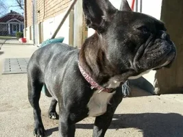 Hi my girl pepper and big boy max pepper is 1 3months and max 1  1/2