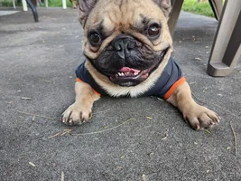 📷 Please submit a photo for the French Bulldog News Header & Logo!