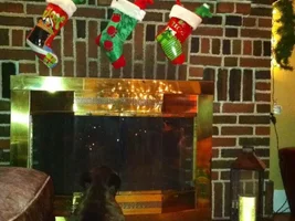 Diva is obsessed with her stocking!