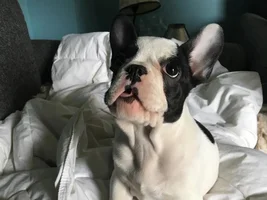 Need help selecting puppy food