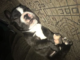 Hello.. new user.. and new owner of a gorgeous baby boy frenchie!!