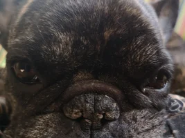 4 PAW MEMBERS!!!!   Please vote for your favorite FRENCHIE FACES!