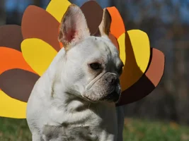 Happy Thanksgiving....  Gobble Gobble Gidget