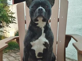 ~Hobart~French Bulldog Available for Adoption in California