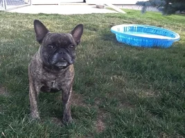 4 PAW MEMBERS!!!  Please VOTE for your summertime Frenchies!