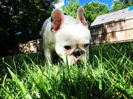 ~ENTER HERE~ July Frenchie of the Month Contest "Summertime Frenchies"