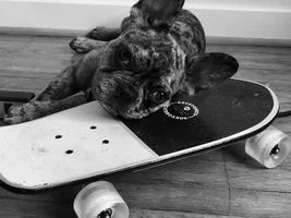 Everybody meet Bosley