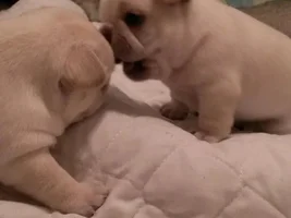 Let's post some puppy pictures!!