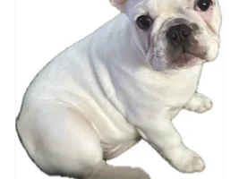 This is Tobie the French bulldog.