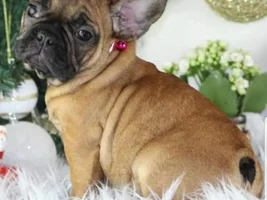 ~ENTER HERE!~ Annual Holly Jolly Frenchies Contest!