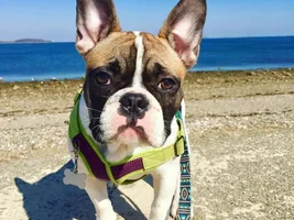 ~ENTER HERE~ March Frenchie of the Month contest "Frenchie Faces"