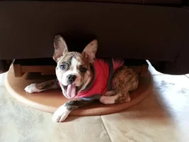 VOTE NOW!! April SMILING FRENCHIES Contest