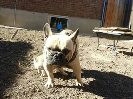 Hi my girl pepper and big boy max pepper is 1 3months and max 1  1/2