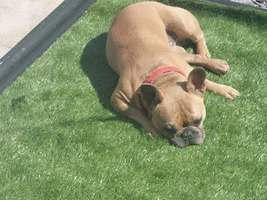 📷 Please submit a photo for the French Bulldog News Header & Logo!
