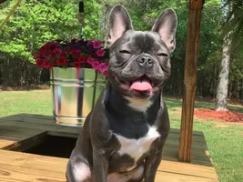 4 PAW MEMBERS!!! Please vote for your favorite Happy Frenchies!
